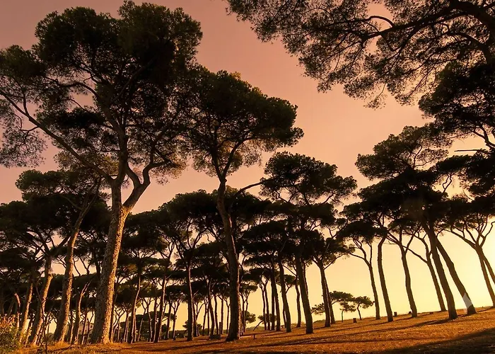 Pinewood